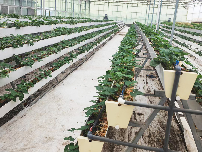 景观无土栽培