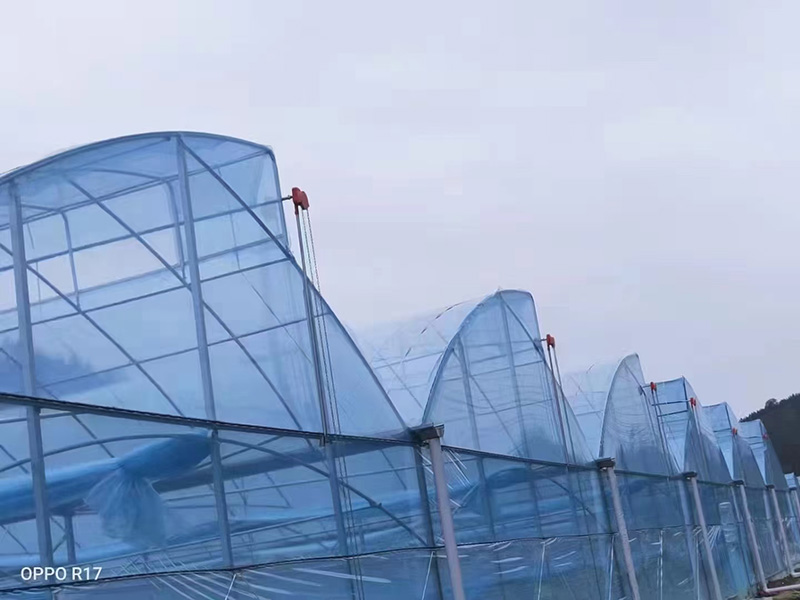 锯齿连栋薄膜温室